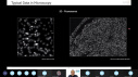برگزاری کارگاه تخصصی دکتر پژمان راستی دانشیار دانشگاه آنژه فرانسه، با موضوع « Segmentation in ۲D and ۳D Microscopy Image Stacks »
